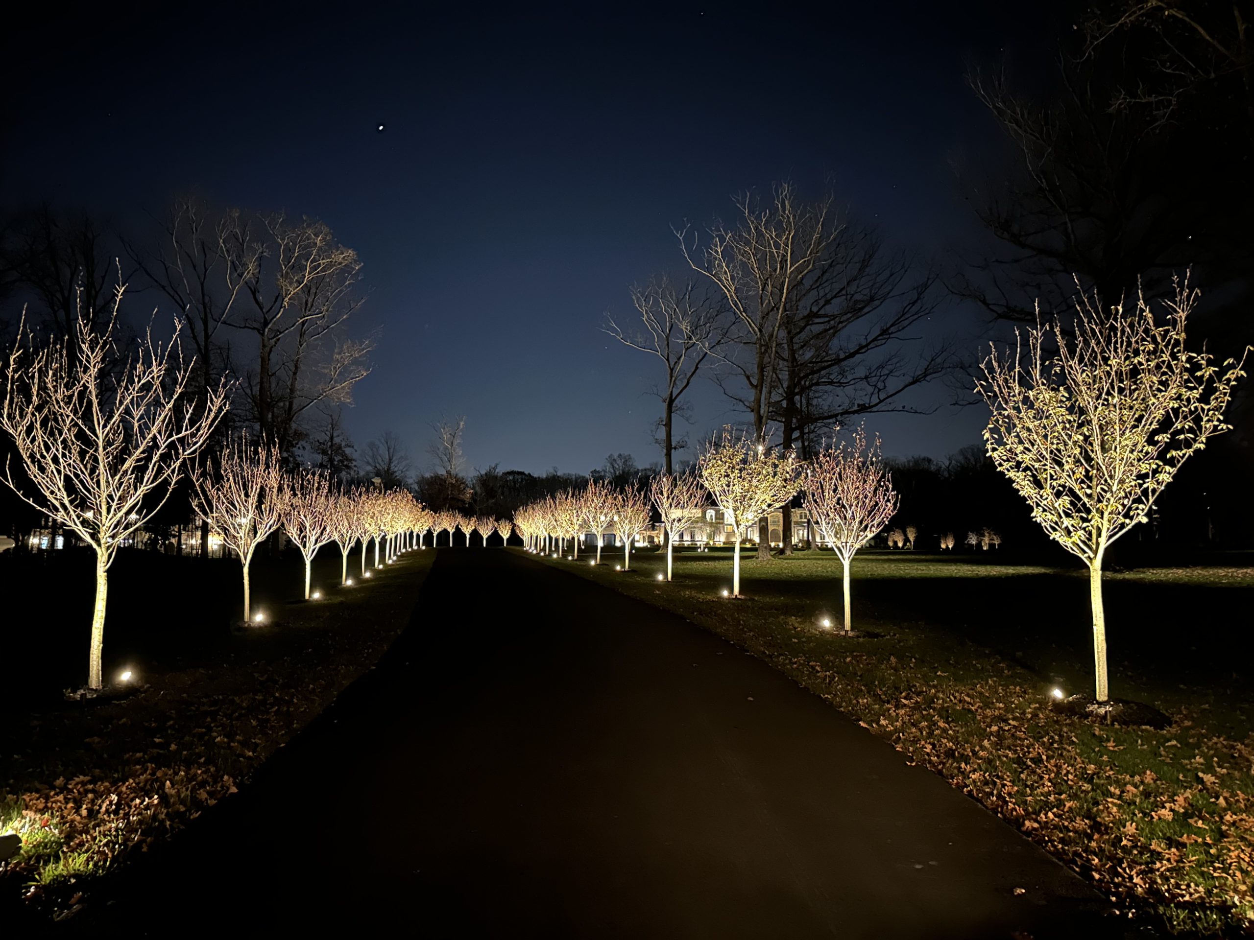 Illuminated trees at night