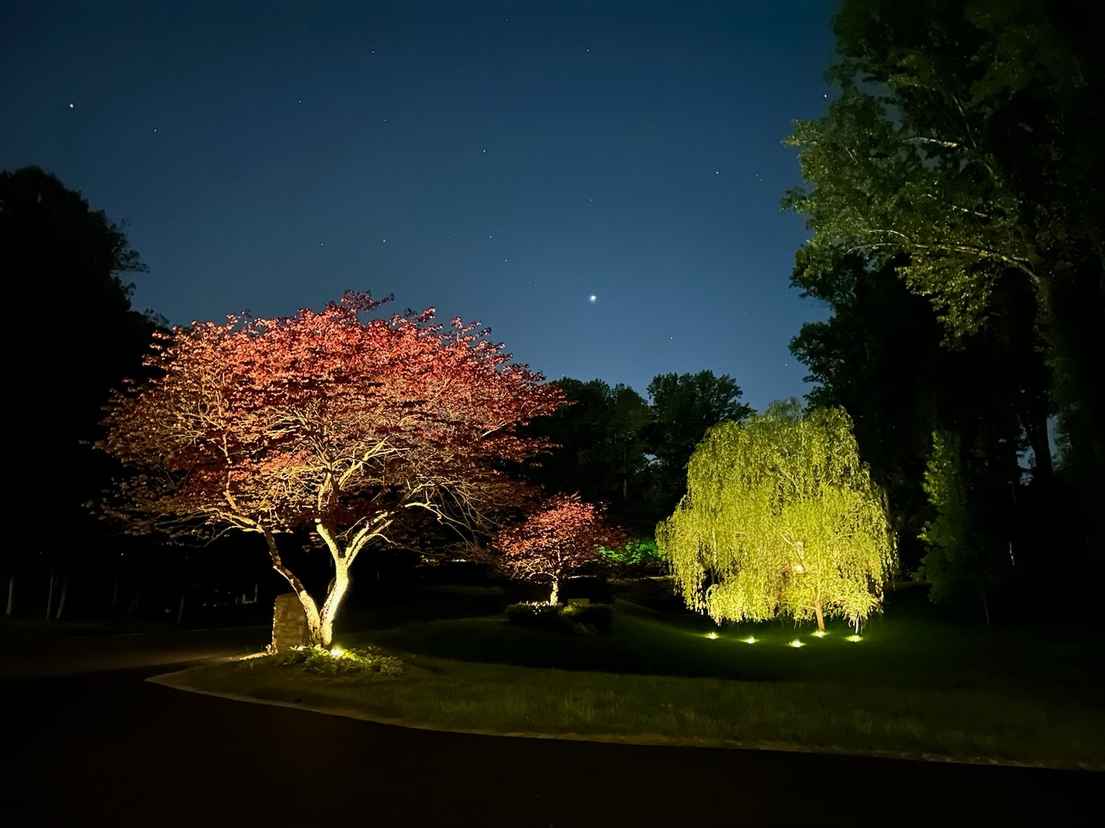 landscape lighting illuminated a red and green tree at night